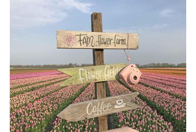 Fam Flower Farm Fields