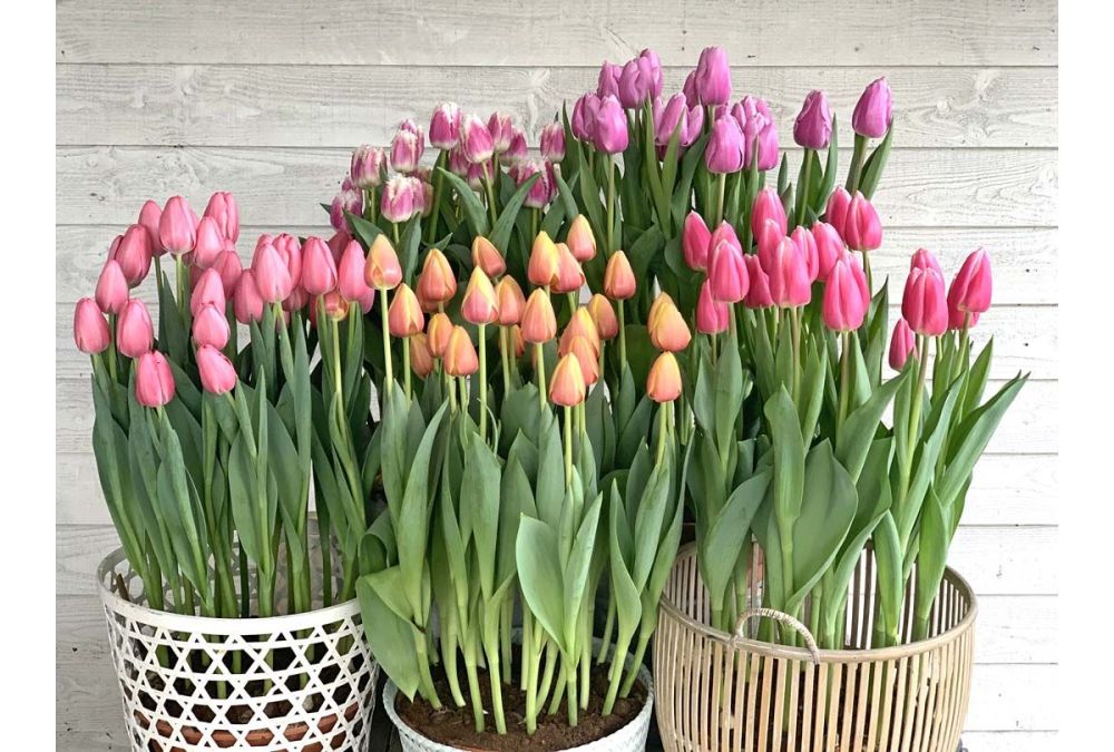 Kan ik tulpen en narcissen in potten planten?