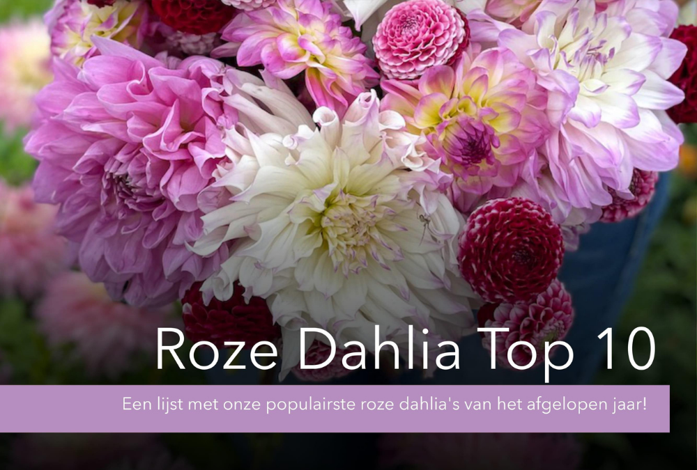 Roze Dahlia Top 10