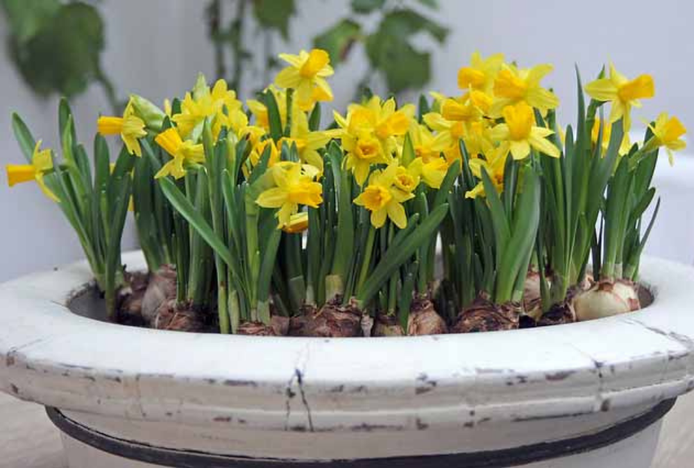 Kan ik tulpen en narcissen in potten planten?