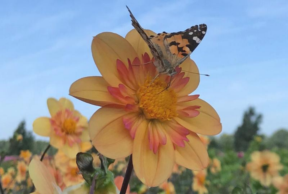 Bijen- en vlinder tuin