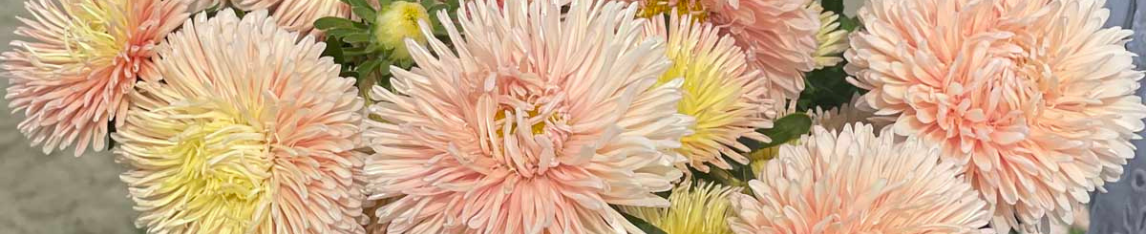 Aster Apricot
