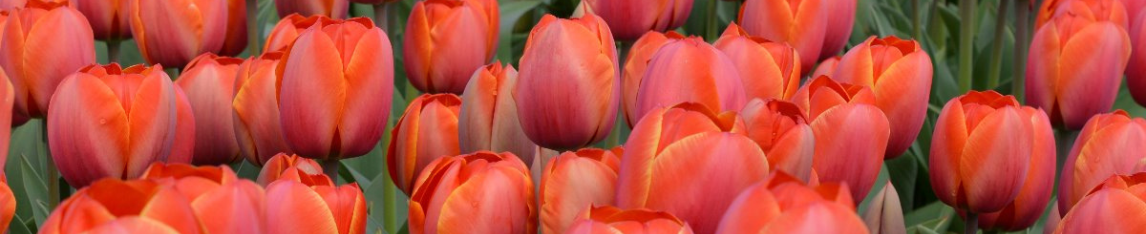 Oranje Tulpen