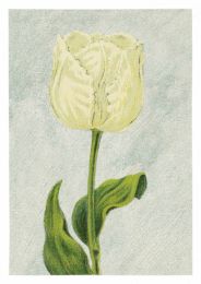 Tulip Witte Valk