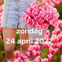 Bezoek tulpenvelden 24 april 2022