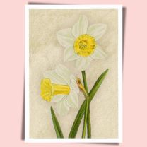 Daffodil Madame De Graaff