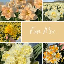 Mix Narcissus FUN