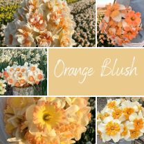 Orange Blush Mix
