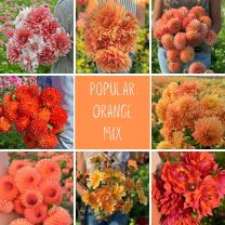 Popular Orange Mix