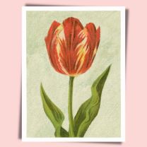 Tulip Rose Bijbloemen