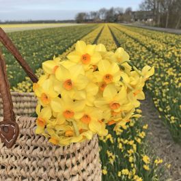 Narcis Martinette, narcissen bollen van topkwaliteit | FAM Flower Farm