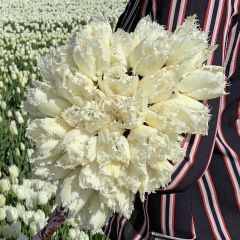Gefranjerd witte tulp Noordeinde