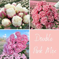 Double Pink Mix