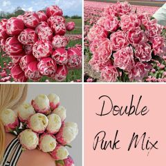 Mix of 3 double pink tulips