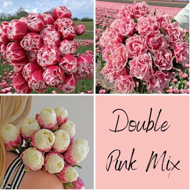 Dahlia Double Pink Mix