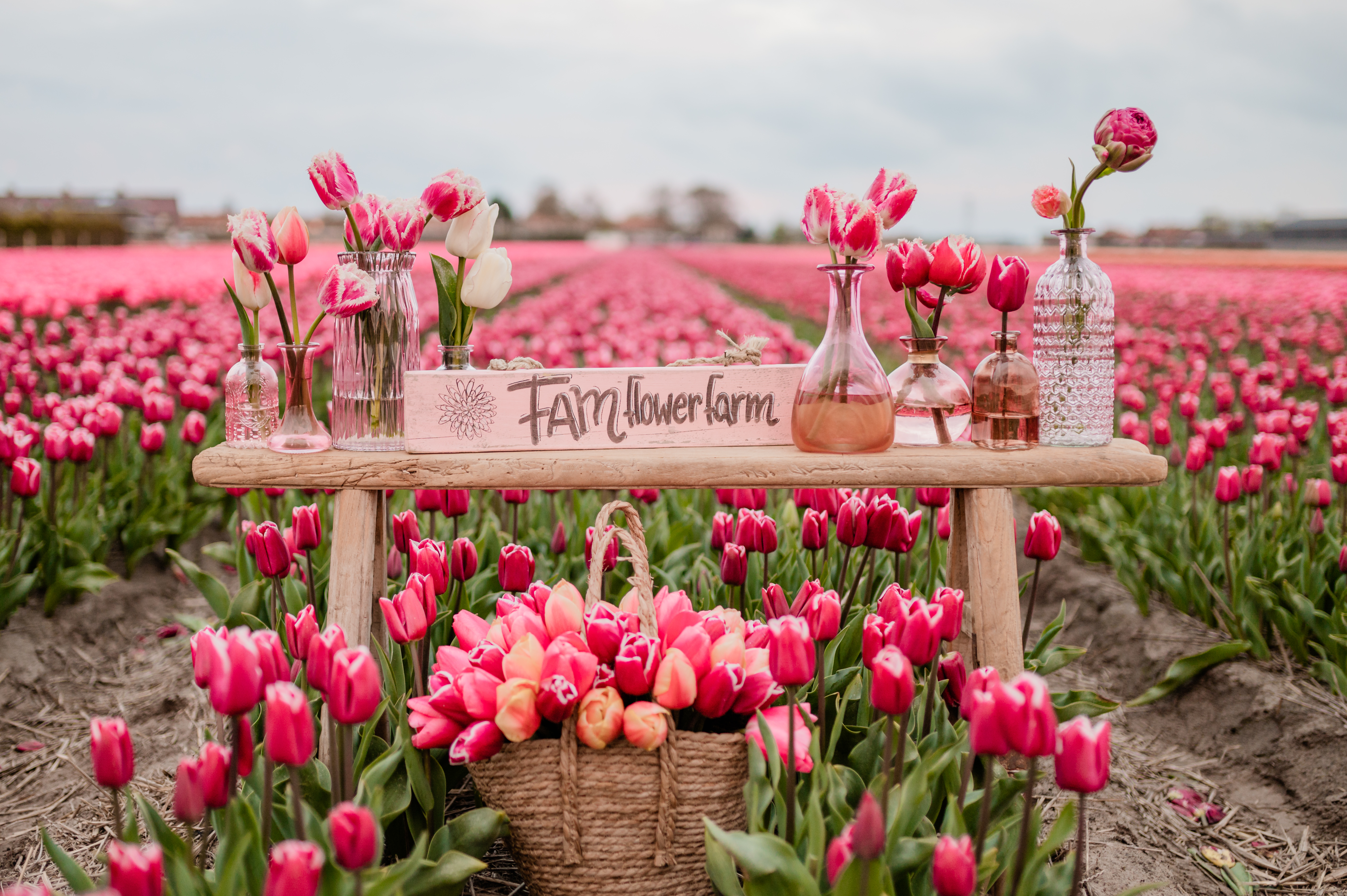 Tulpen Fam Flower Farm