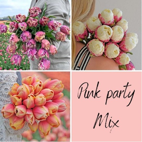 Tulpen Pink Pary mix