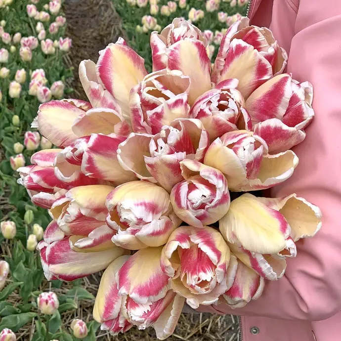 Tulp Blushing Parrot