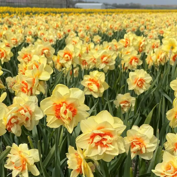 Narcis Innovator