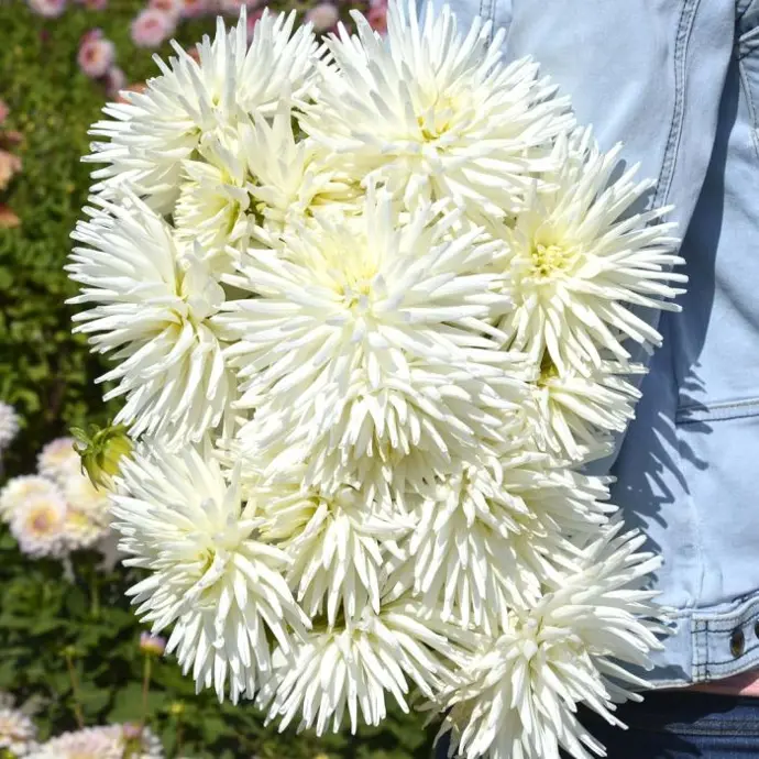 Cactus dahlia