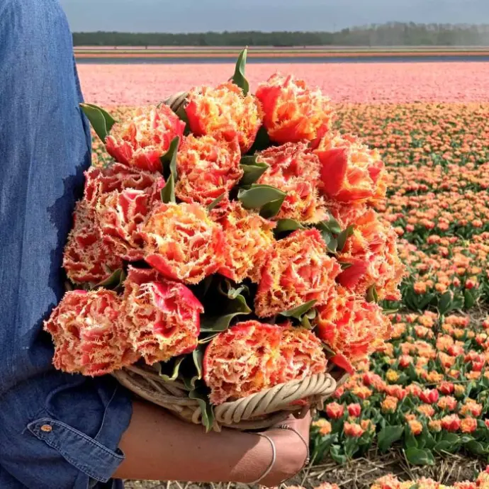 Tulp Brisbane