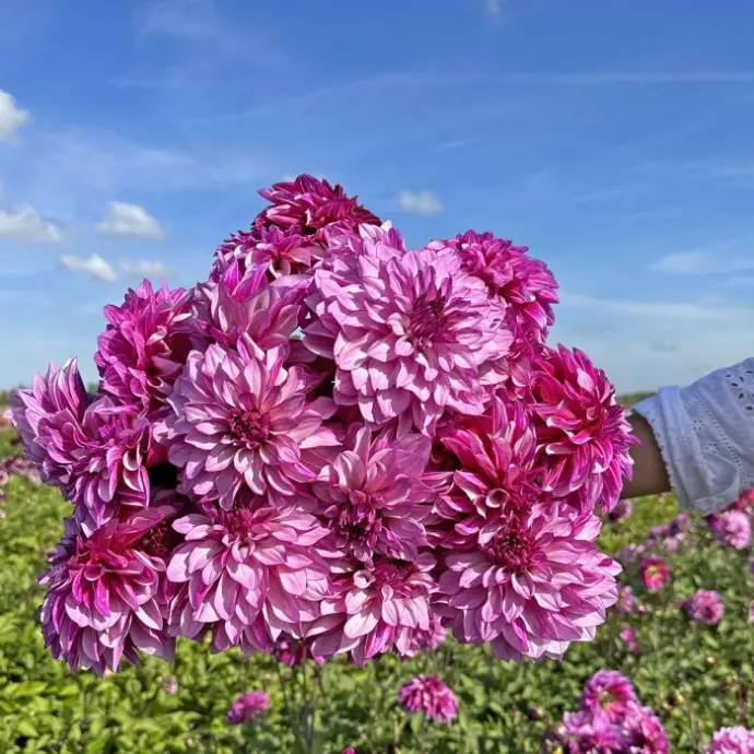 paarse dahlia