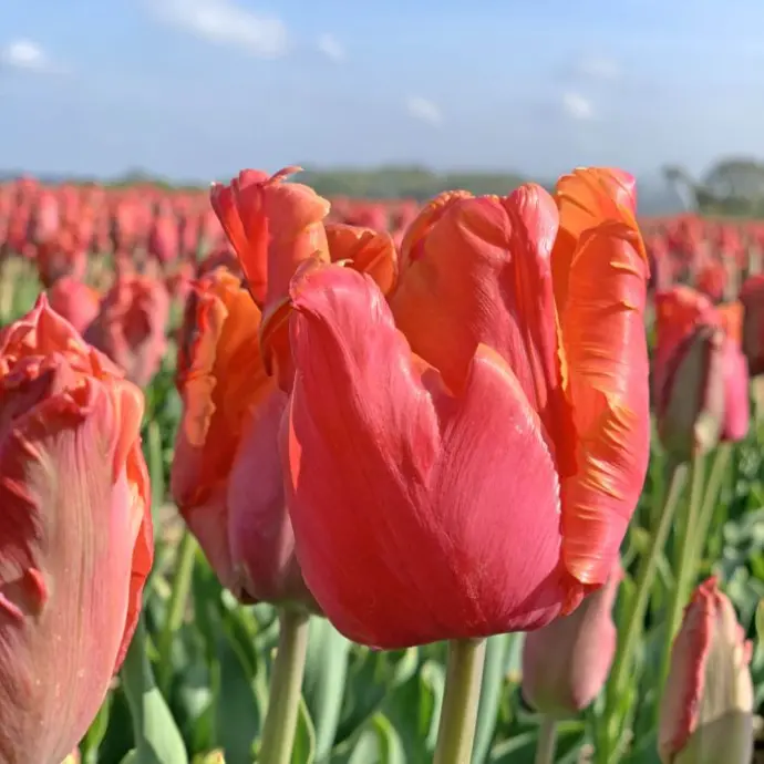 papegaaien tulp