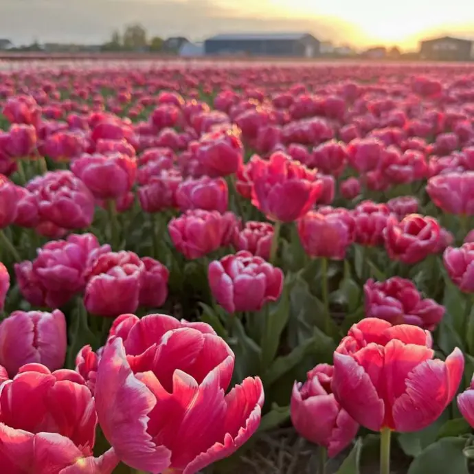 papegaaien tulp