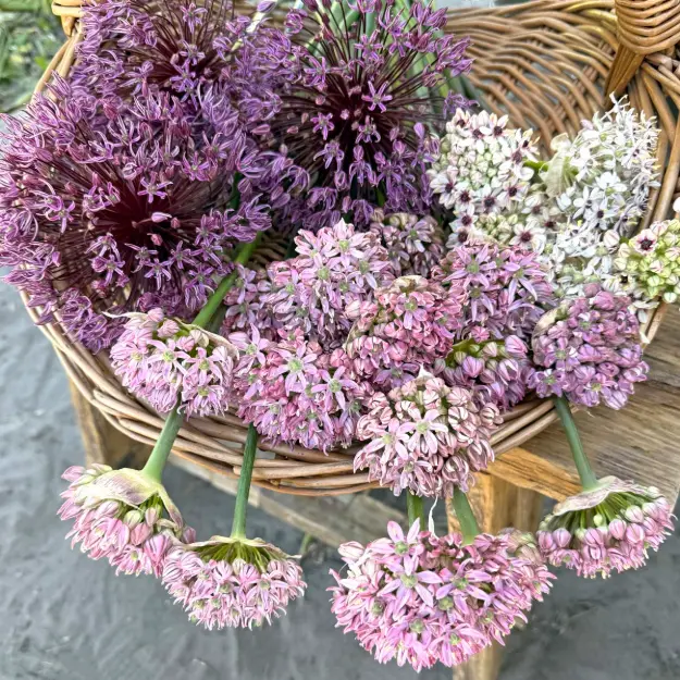 Alliums