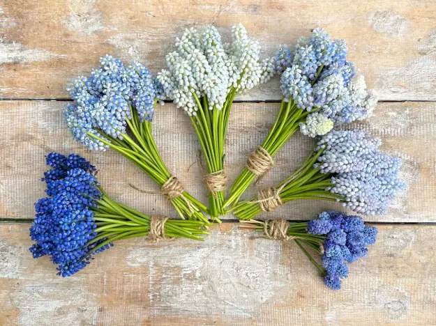 muscari