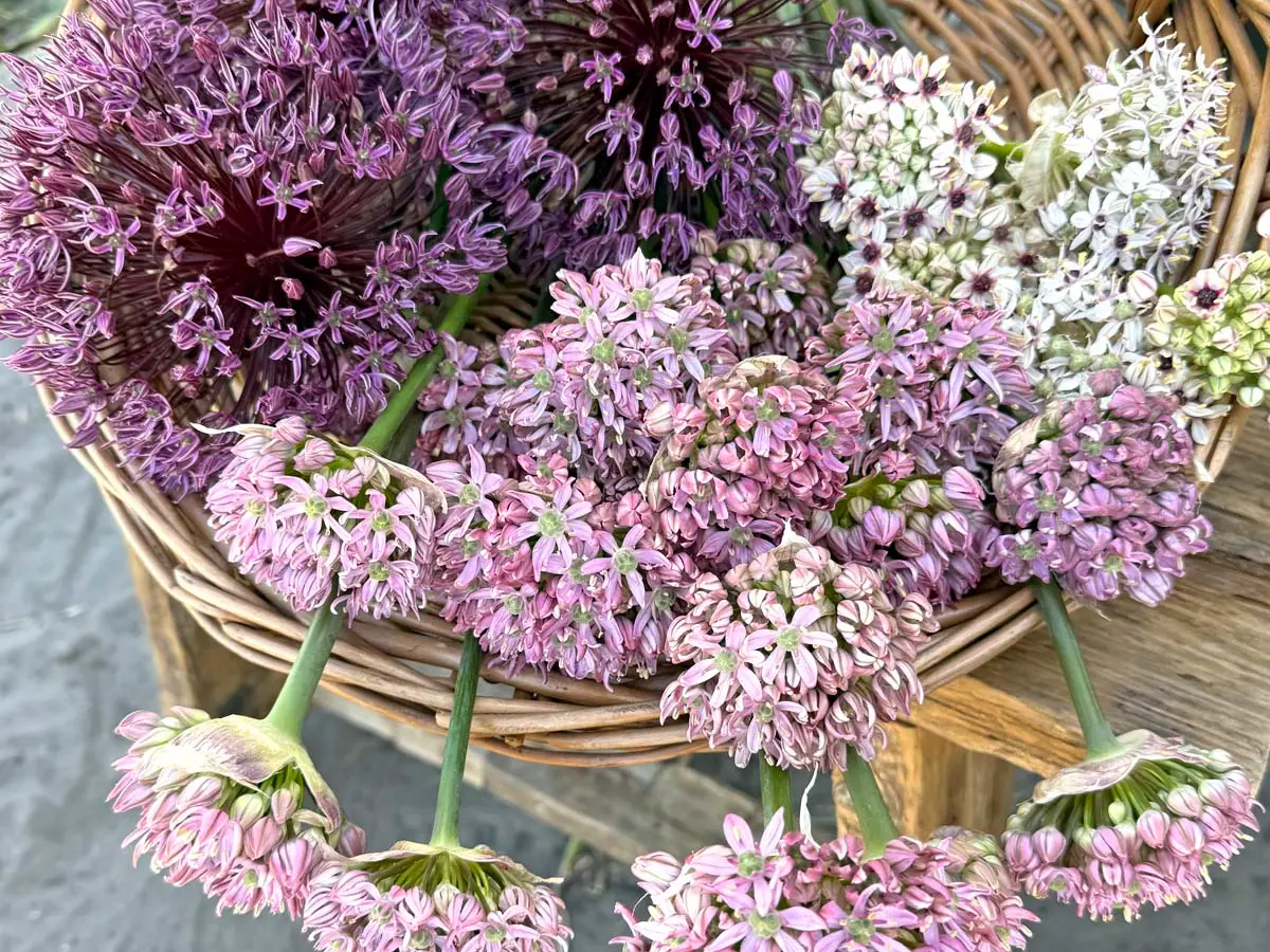 Alliums