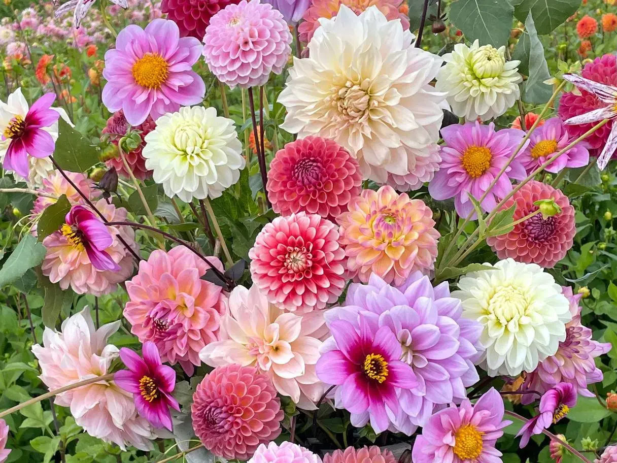 dahlia's