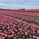 Pink Star
