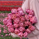 Pink Star