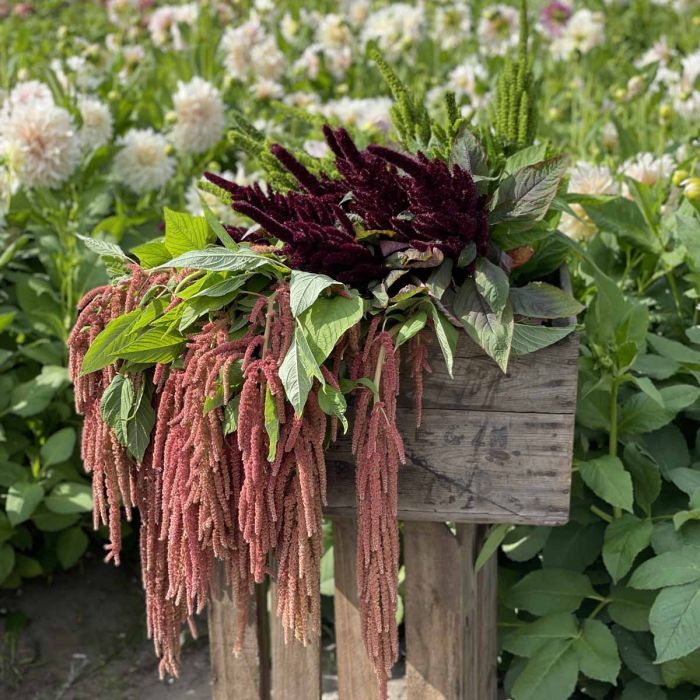 Amaranthus Coral Fountain