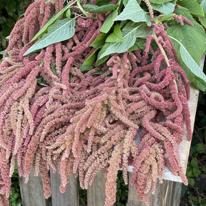Amaranthus Coral Fountain