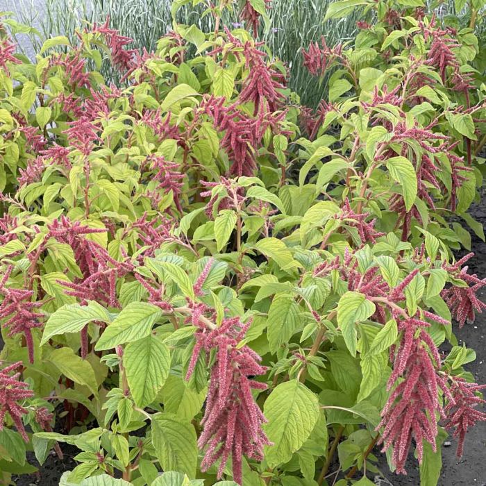 Amaranthus Coral Fountain