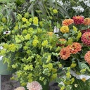 Bupleurum Green Gold