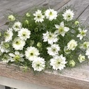 Nigella Albion Green Pod