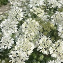 Orlaya Grandiflora White