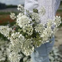 Orlaya Grandiflora White