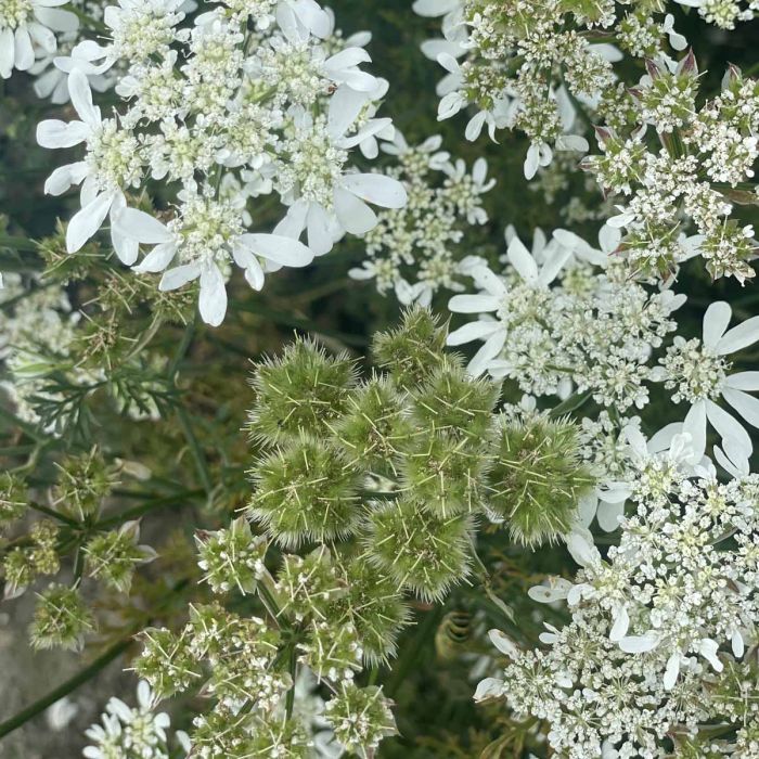 Orlaya Grandiflora White