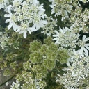 Orlaya Grandiflora White