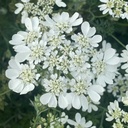 Orlaya Grandiflora White