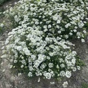 Orlaya Grandiflora White