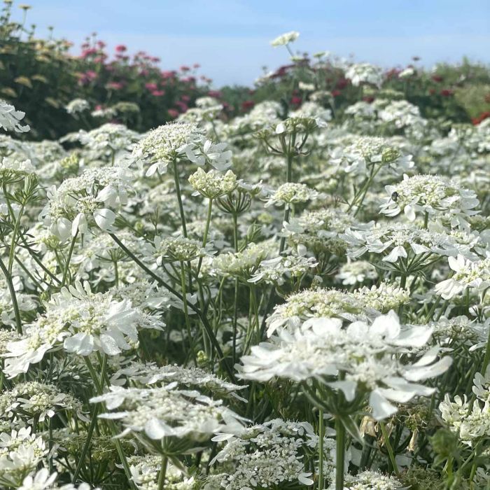 Orlaya Grandiflora White