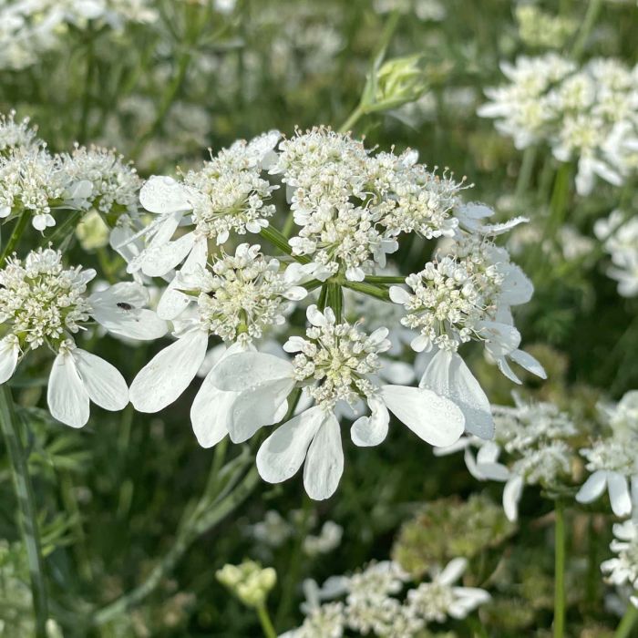 Orlaya Grandiflora White