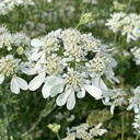 Orlaya Grandiflora White