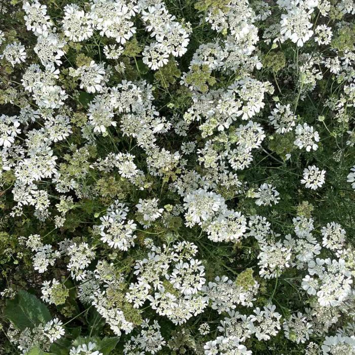 Orlaya Grandiflora White