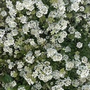 Orlaya Grandiflora White
